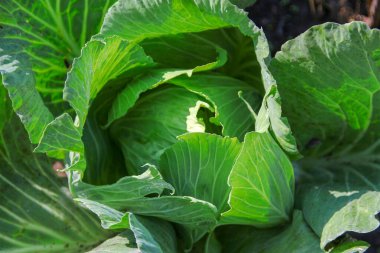 Ağustosta bahçede yeşil lahana yaprakları