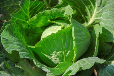 Ağustosta bahçede yeşil lahana yaprakları