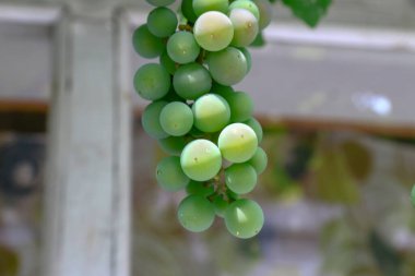Green bunches and grapes in August