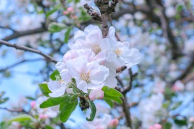 Ağaçtaki güzel beyaz elma ağacı