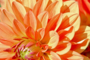 Şehirdeki bir çiçek tarhında güzel sarı çiçekler