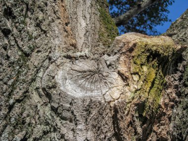 Eylül ayında arka planlar için parkta ağaç dokusu