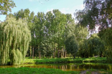 Parkta güzel doğa ve ağustosta yeşil ağaçlar