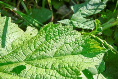 Yolun yakınındaki çimlerde yeşil dulavratotu