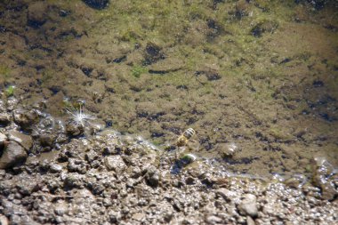 Yağmurdan sonra yol kenarında su birikintisi