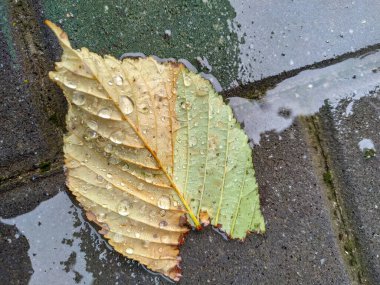 Yağmurdan sonra su damlalarıyla ayrılır