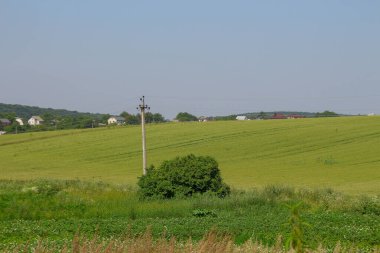 Yeşil buğday tarlası ve mavi gökyüzü