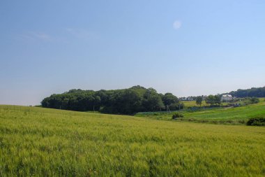 Yeşil buğday tarlası ve mavi gökyüzü
