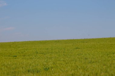Yeşil buğday tarlası ve mavi gökyüzü