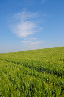 Yeşil buğday tarlası ve mavi gökyüzü