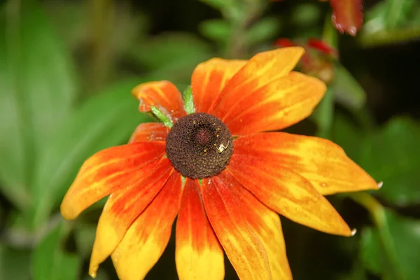 Flor Con Pétalos Amarillos Jardín Flores Agosto — Foto de Stock