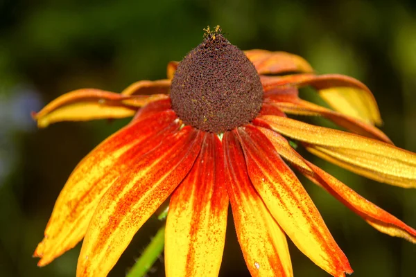 Flor Con Pétalos Amarillos Jardín Flores Agosto — Foto de Stock