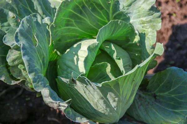 Foglie Cavolo Verde Giardino Agosto — Foto Stock