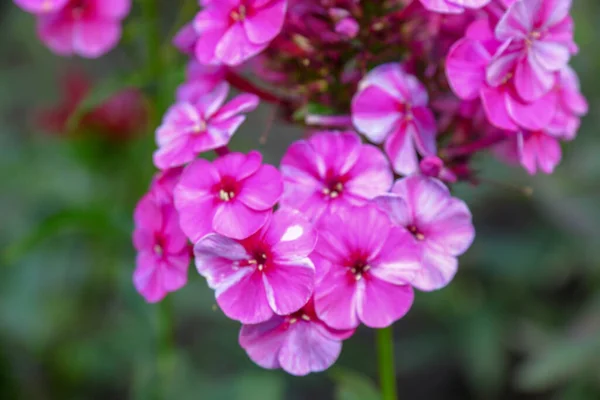 Pequeñas Flores Rosadas Con Pétalos Jardín Agosto —  Fotos de Stock