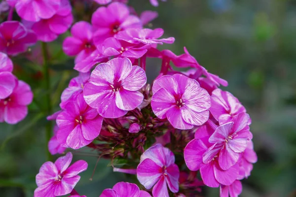 Pequenas Flores Rosa Com Pétalas Jardim Agosto — Fotografia de Stock