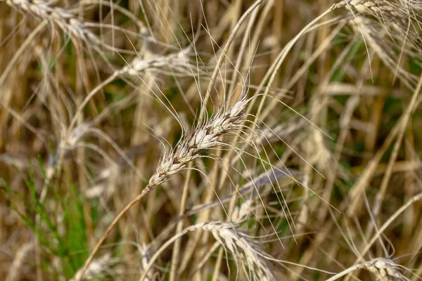 Pšeničné Pole Kde Bude Obilí Brzy Sklizeno Srpnu — Stock fotografie