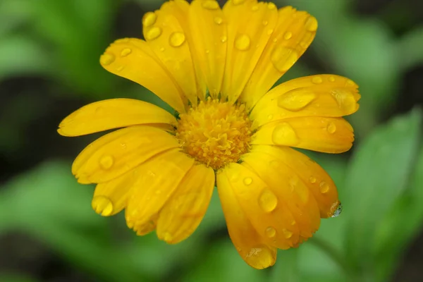 Hermosa Flor Amarilla Jardín Después Lluvia —  Fotos de Stock