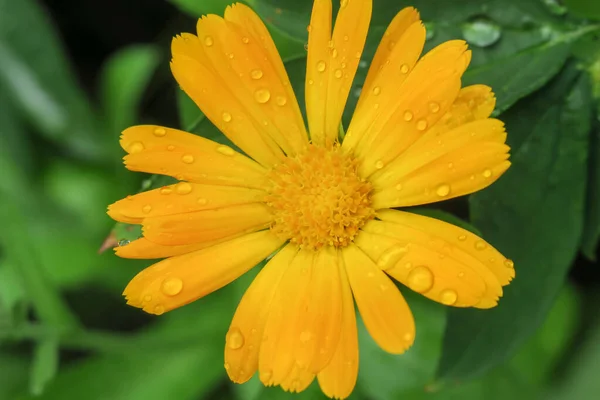 雨の後の庭の美しい黄色の花 — ストック写真