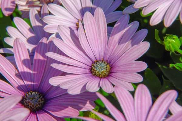 Macro Disparo Una Hermosa Flor Púrpura Parque —  Fotos de Stock