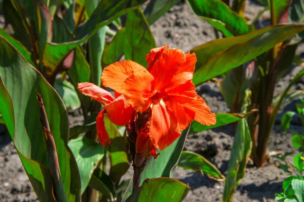 Hermosas Flores Amarillas Macizo Flores Ciudad — Foto de Stock