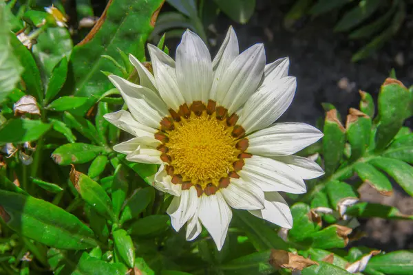 Beautiful White Yellow Flower Grass — Stock Photo, Image