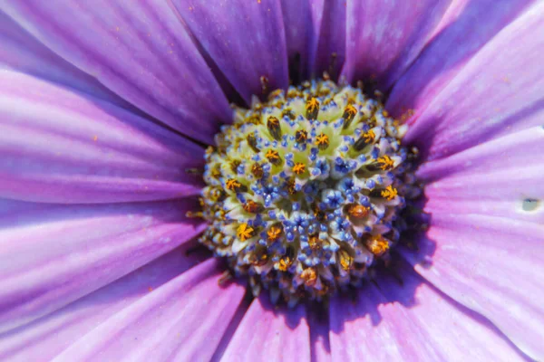 Macro Disparo Una Hermosa Flor Púrpura Parque —  Fotos de Stock