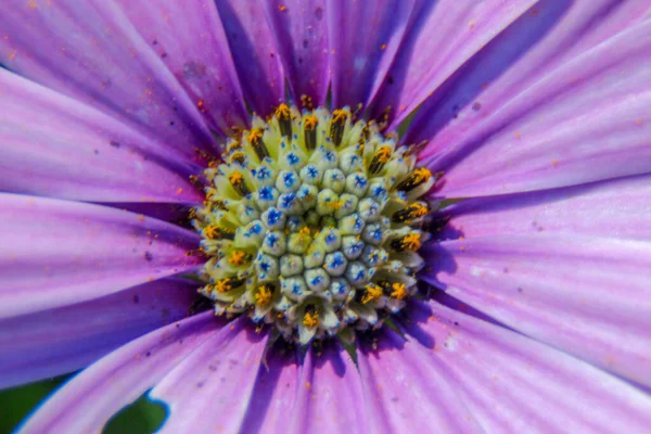 Macro Tiro Uma Bela Flor Roxa Parque — Fotografia de Stock