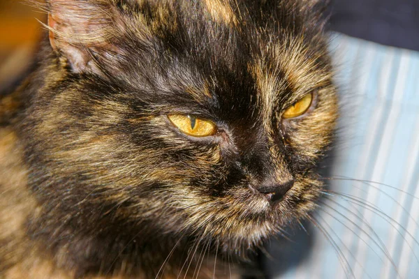 Black Beautiful Pussy Yellow Eyes — Stock Photo, Image