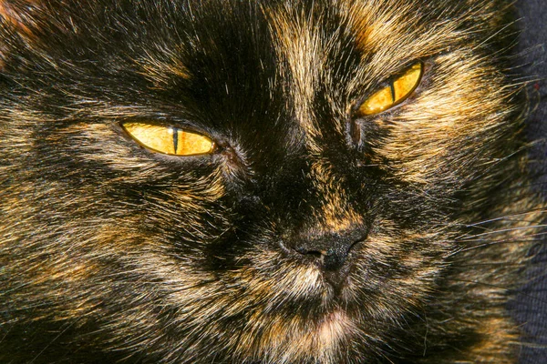 Black Beautiful Pussy Yellow Eyes — Foto de Stock