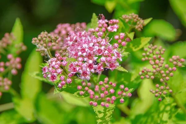 Beautiful Pink Flower Flowerbed Grass — Stock Photo, Image