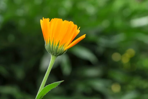 庭に花弁のある黄色の花 — ストック写真