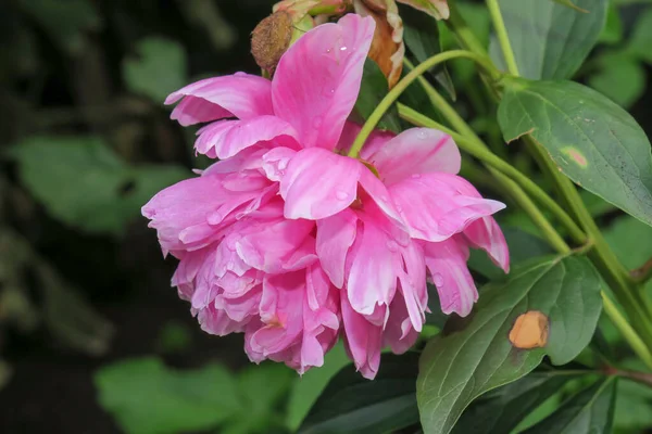 庭に花弁のあるピンクの花 — ストック写真