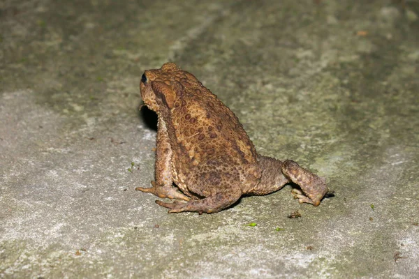 Grüner Frosch Sitzt Nachts Auf Dem Beton — Stockfoto