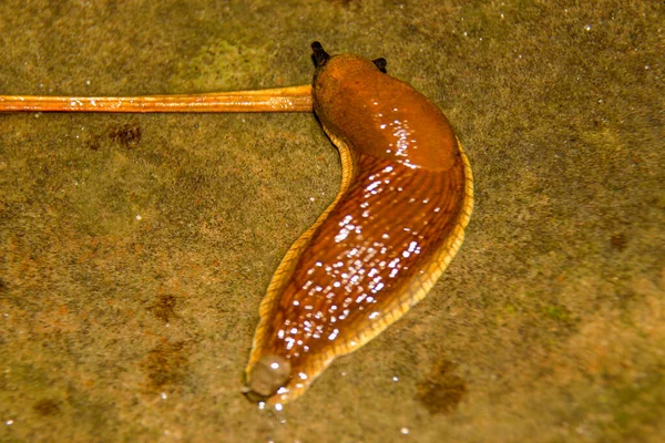 Escurridizo Caracol Amarillo Arrastra Por Suelo Después Lluvia — Foto de Stock