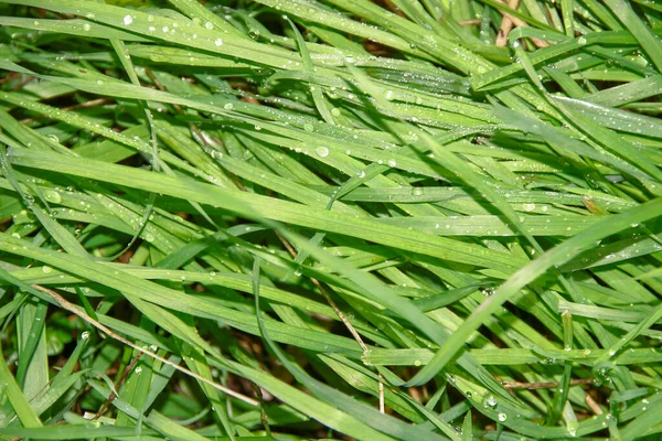 雨からの水の滴と緑の草 — ストック写真