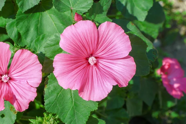 Маленький Розовый Цветок Лепестками Парке — стоковое фото