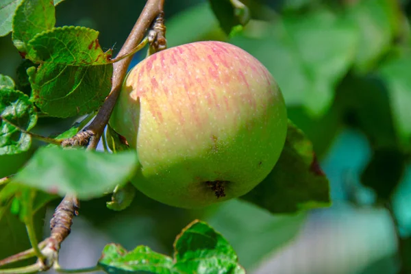 Kleine Grüne Äpfel Und Grüne Blätter Einem Apfelbaum Garten — Stockfoto