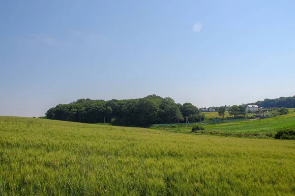 Зеленое Пшеничное Поле Голубое Небо — стоковое фото