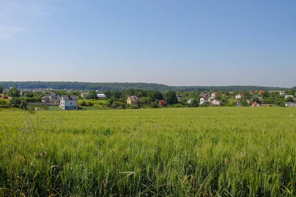 Зелене Пшеничне Поле Блакитне Небо — стокове фото