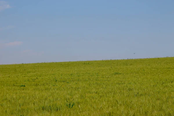 Champ Blé Vert Ciel Bleu — Photo