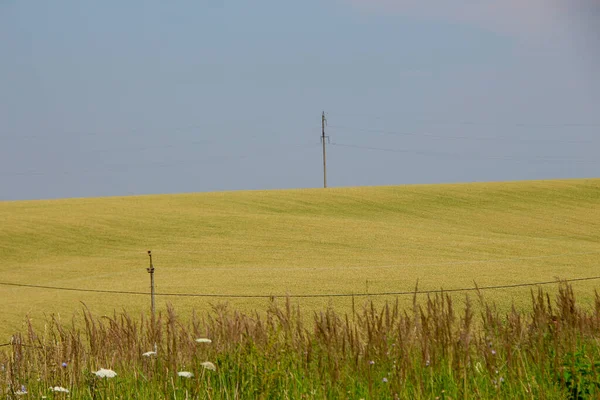 Groene Tarweveld Blauwe Lucht — Stockfoto