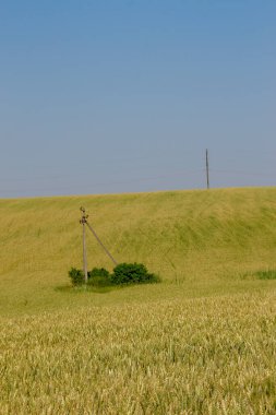 Yeşil buğday tarlası ve mavi gökyüzü