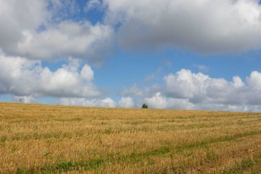 Şehrin dışındaki güzel sonbahar sarı tarlası.