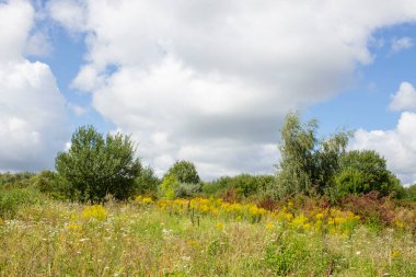 Şehrin dışındaki güzel sonbahar sarı tarlası.