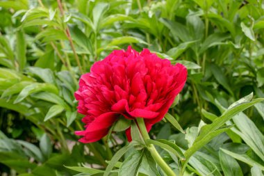 Bahar bahçesinde güzel kırmızı şakayıklar