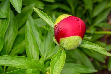 Bahar bahçesinde güzel kırmızı şakayıklar