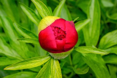 Bahar bahçesinde güzel kırmızı şakayıklar