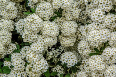 Baharda bahçede güzel yeşil bitkiler