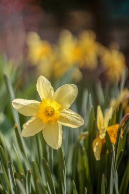 Sarı laleler baharda bahçede çiçek açtı.