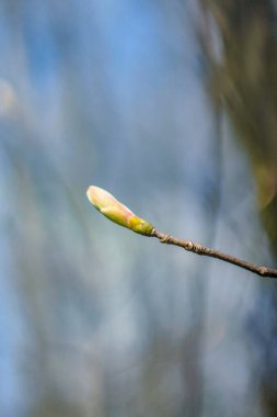 Baharda bahçede güzel yeşil bitkiler